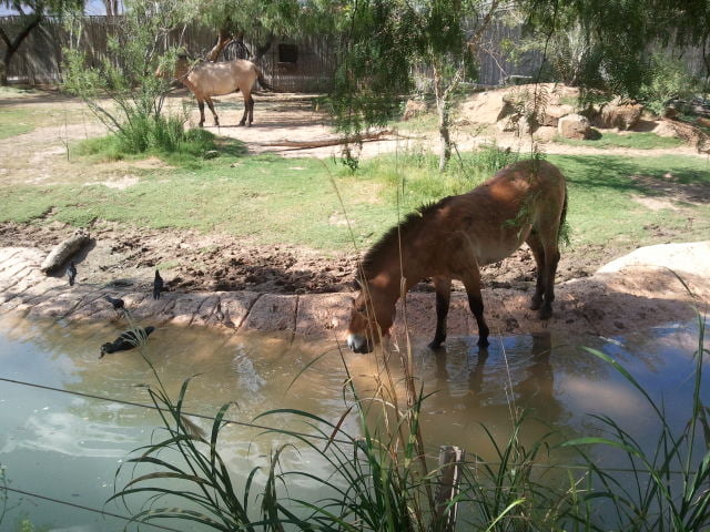 The Evolution of Zoos